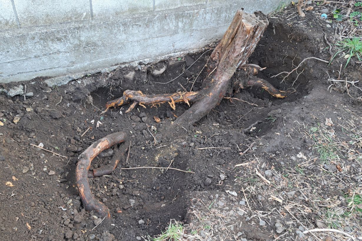 remove-the-stump_018-min